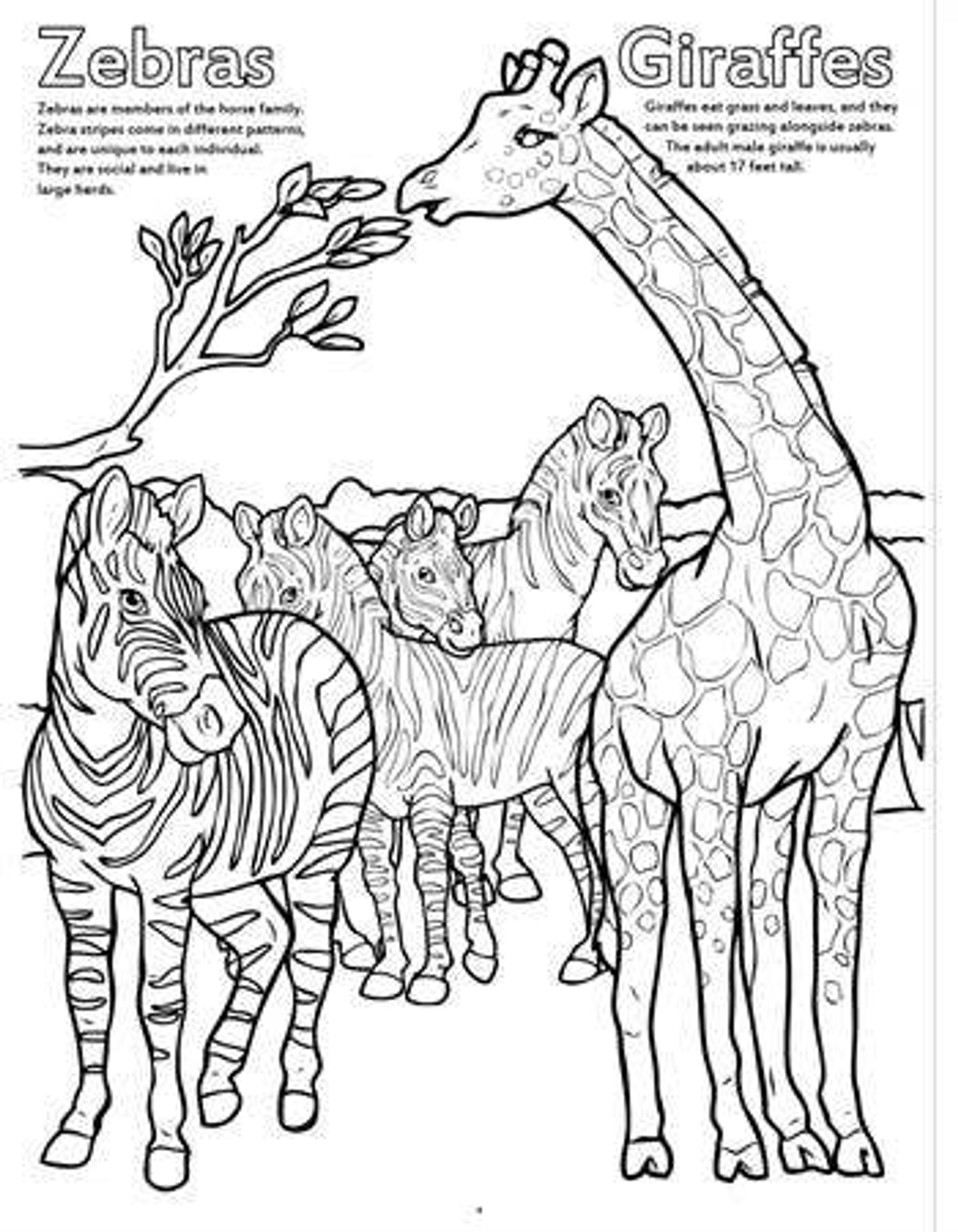 Zoo Animals Really Big Coloring Books