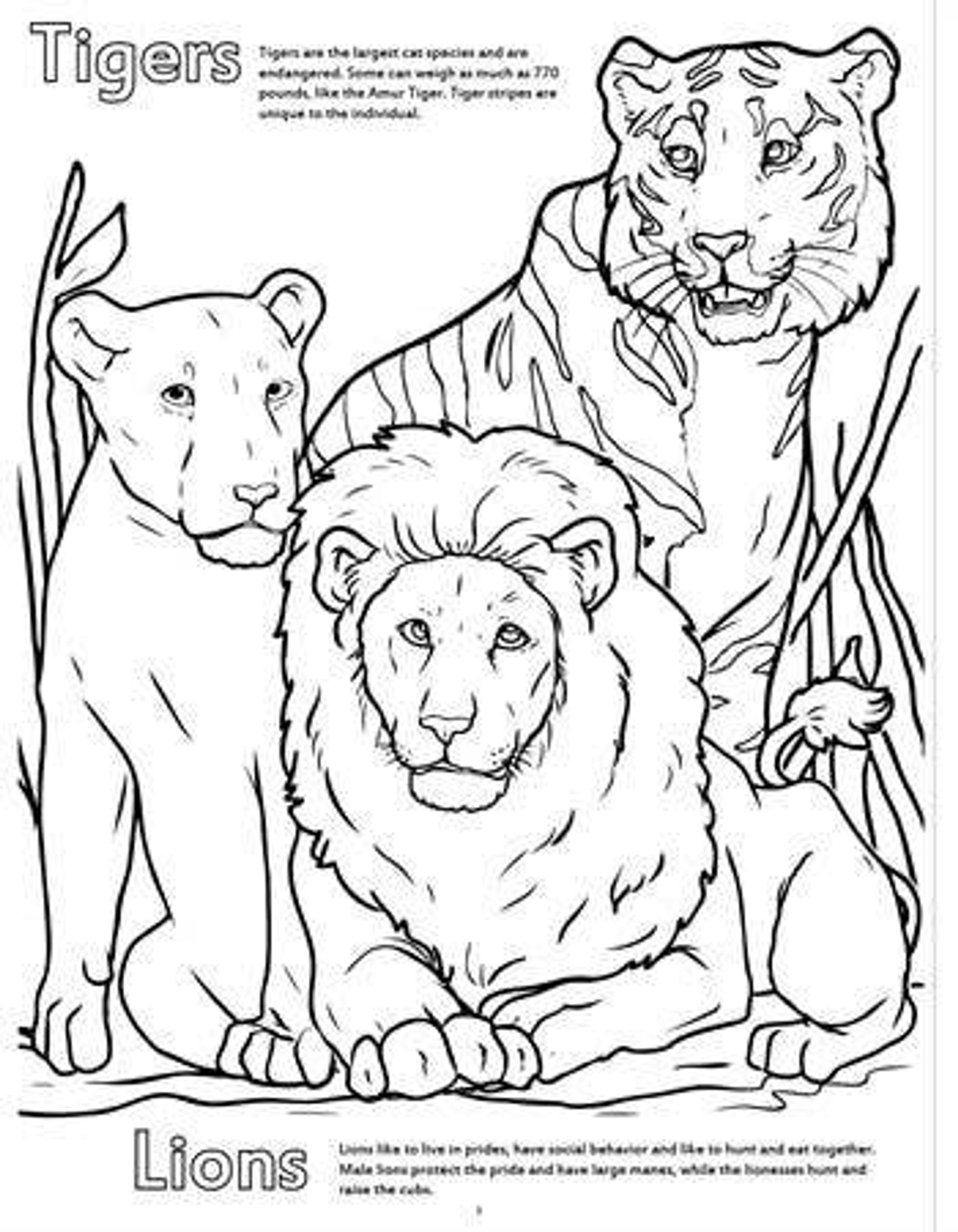 Zoo Animals Really Big Coloring Books