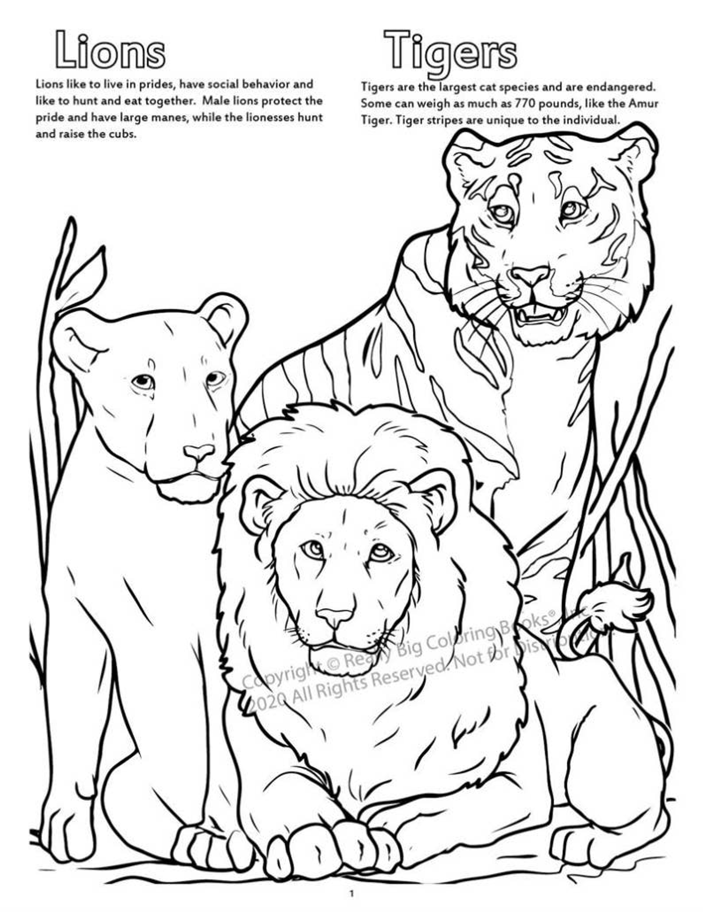 Zoo Animals Coloring Book