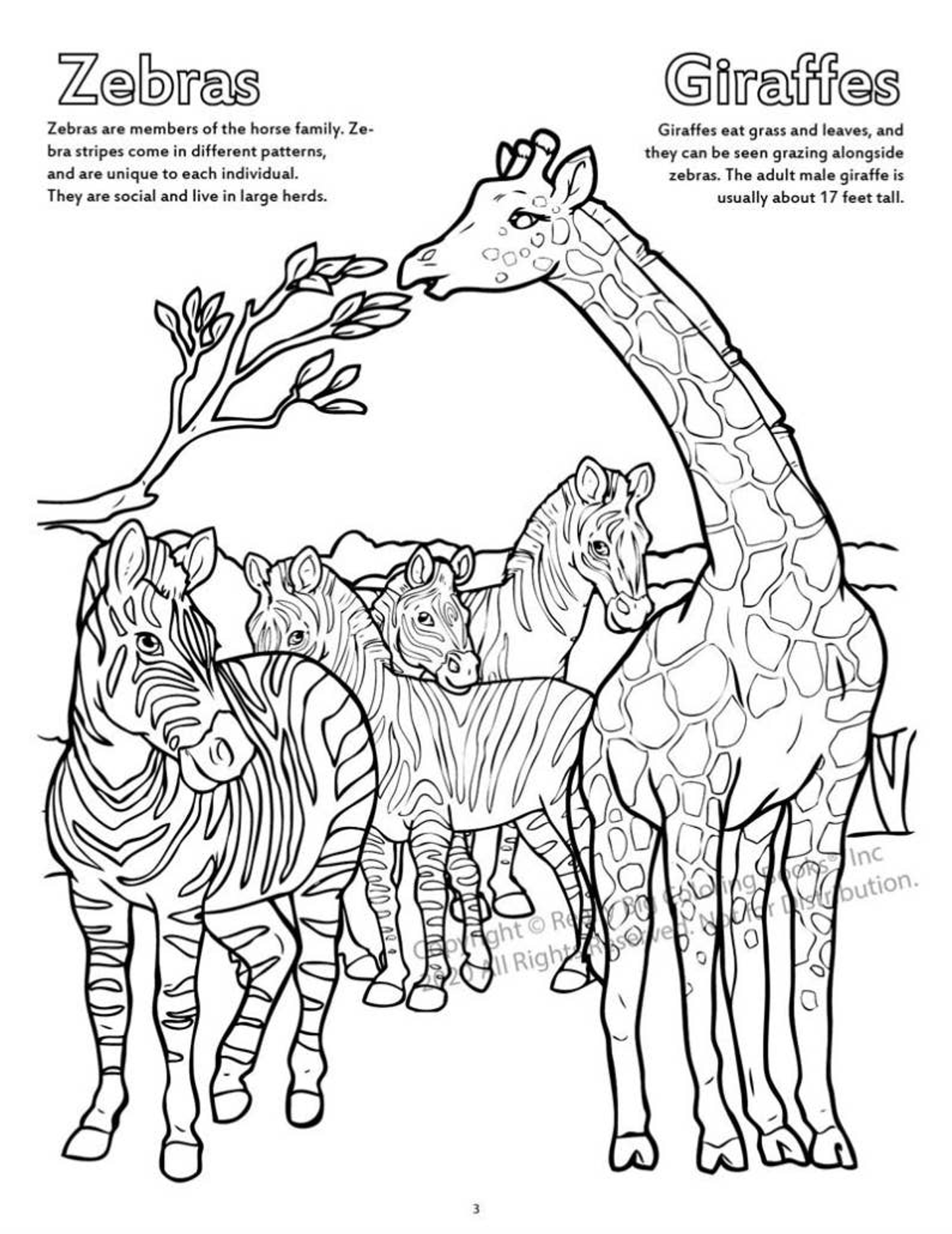 Zoo Animals Coloring Book