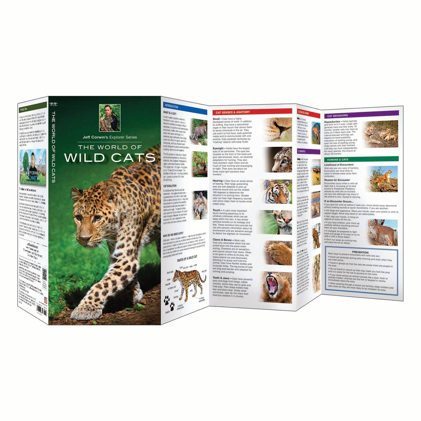 World of Wild Cats, The