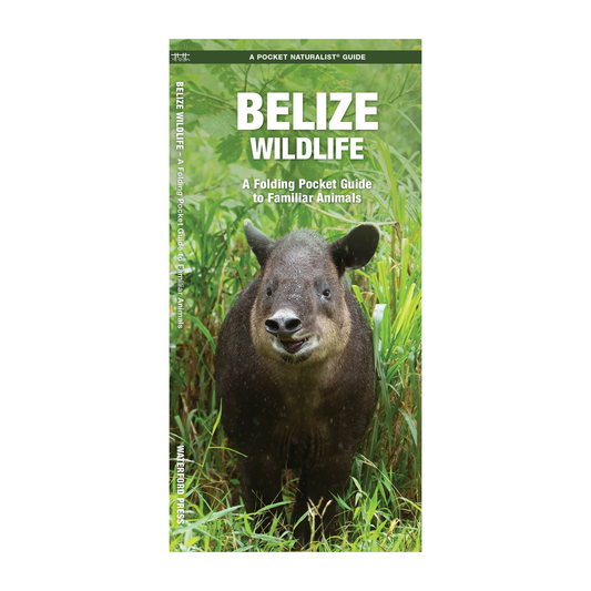 Belize Wildlife